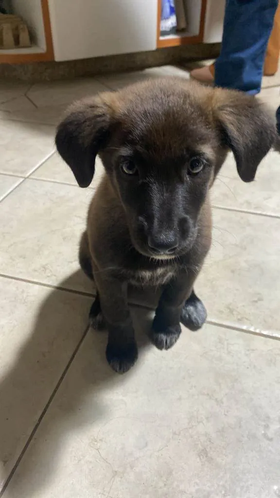 Cachorro raça labrador  idade 2 a 6 meses nome Emy