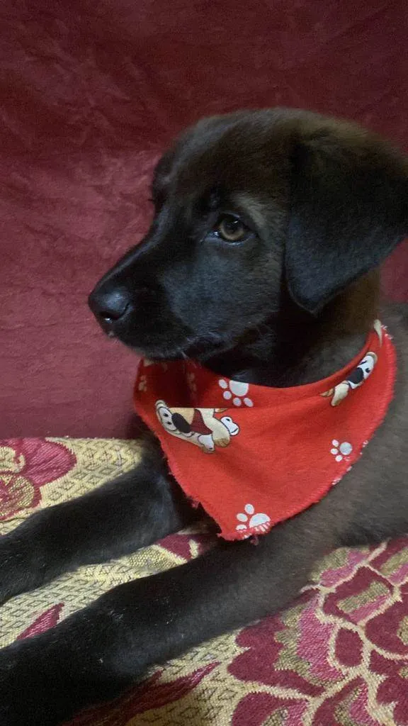 Cachorro raça labrador  idade 2 a 6 meses nome Emy