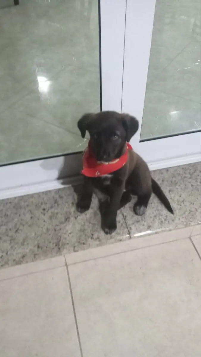 Cachorro raça labrador  idade 2 a 6 meses nome Emy