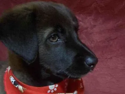 Cachorro raça labrador  idade 2 a 6 meses nome Emy