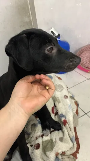 Cachorro raça Srd idade 7 a 11 meses nome Tóquio 
