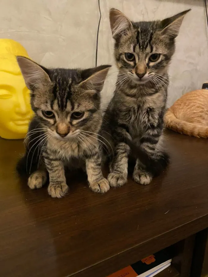 Gato raça SRD idade 2 a 6 meses nome Sem nome