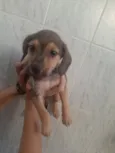 Negão,Max, fênix, ..