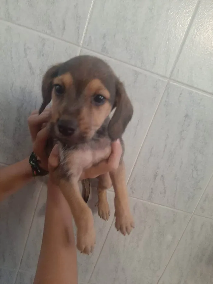 Cachorro raça Vira lata- srd idade Abaixo de 2 meses nome Negão,Max, fênix, ..