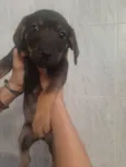 Negão,Max, fênix, ..