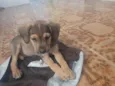 Negão,Max, fênix, ..