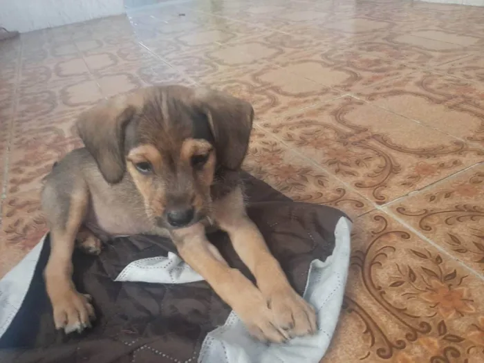 Cachorro raça Vira lata- srd idade Abaixo de 2 meses nome Negão,Max, fênix, ..