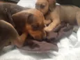 Negão,Max, fênix, ..
