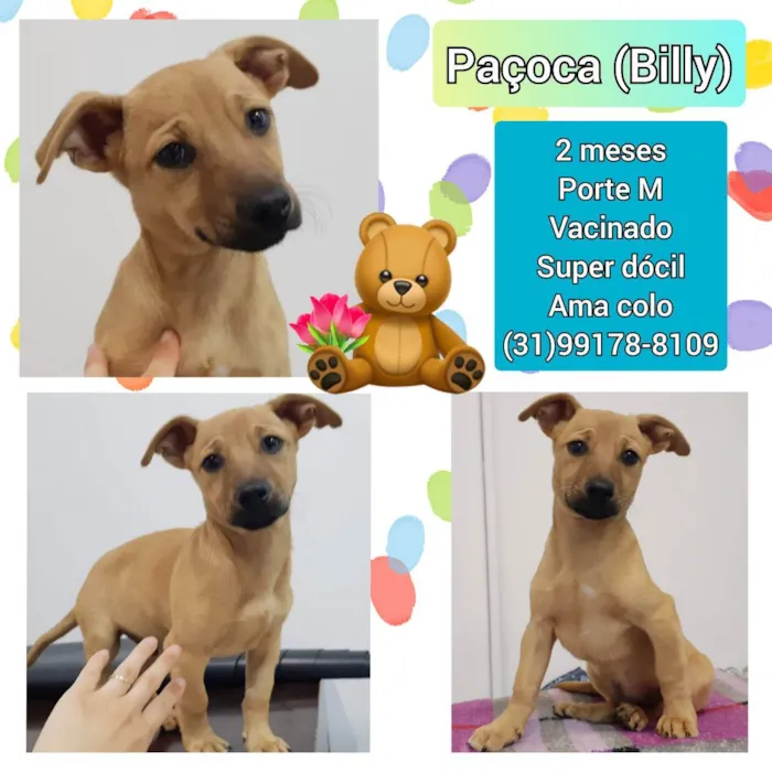 Cachorro raça SRD idade 2 a 6 meses nome Paçoca 