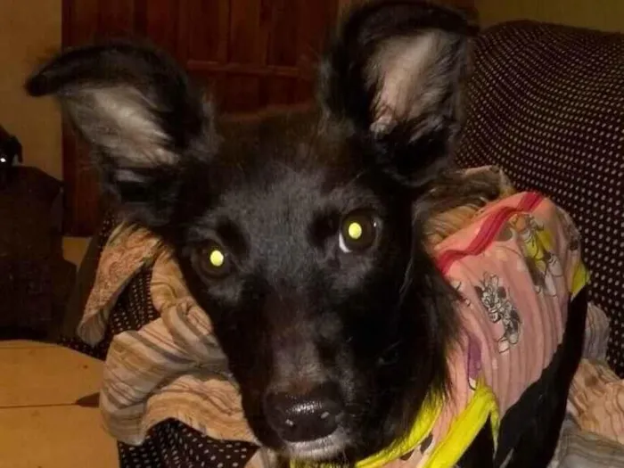 Cachorro ra a Mix Border  idade 7 a 11 meses nome Lore