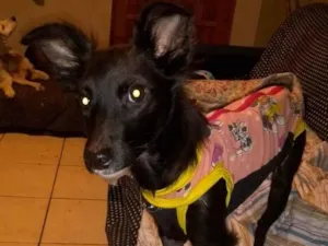 Cachorro raça Mix Border  idade 7 a 11 meses nome Lore
