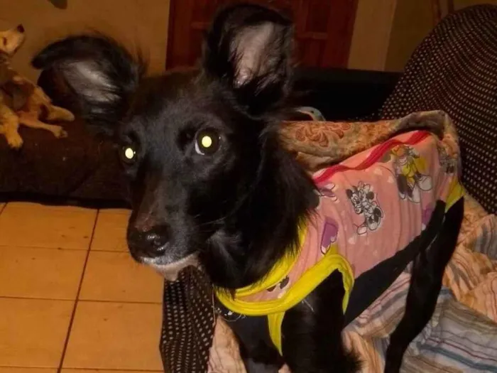 Cachorro ra a Mix Border  idade 7 a 11 meses nome Lore