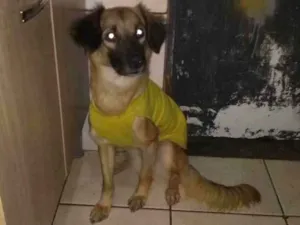 Cachorro raça Mix Pastor  idade 1 ano nome Felícia
