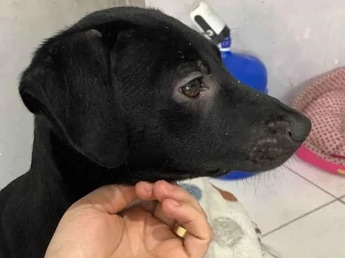 Cachorro raça Srd idade 7 a 11 meses nome Tóquio 
