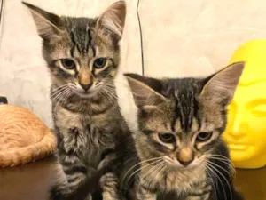 Gato raça SRD idade 2 a 6 meses nome Sem nome