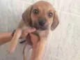 Negão,Max, fênix, ..