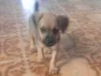 Negão,Max, fênix, ..