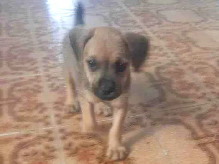 Cachorro raça Vira lata- srd idade Abaixo de 2 meses nome Negão,Max, fênix, ..