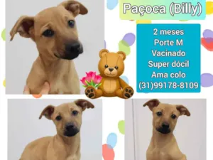 Cachorro raça SRD idade 2 a 6 meses nome Paçoca 