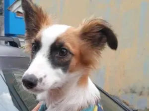 Cachorro raça Mix Border  idade 7 a 11 meses nome Murtinha 