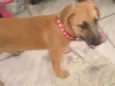 Mel