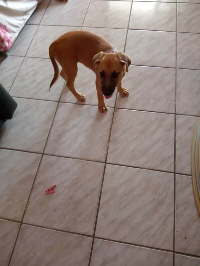 Cachorro ra a Indefinida  idade 2 a 6 meses nome Mel