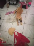 Mel