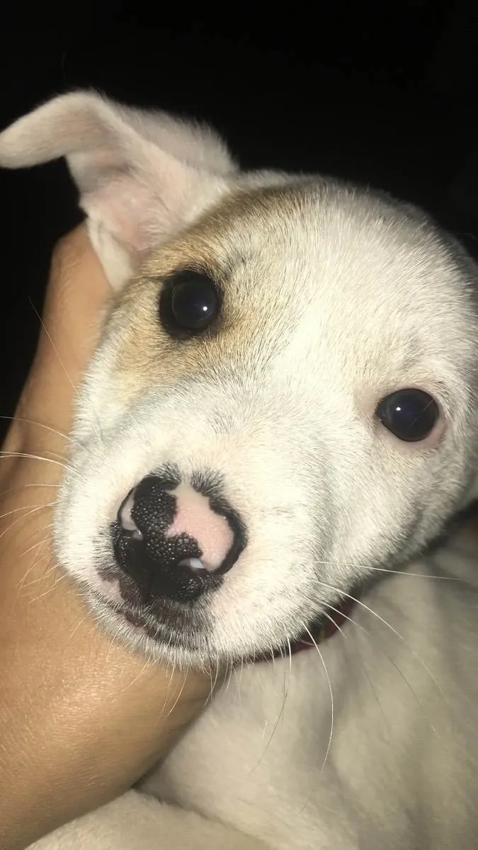 Cachorro ra a Vira lata  idade 2 a 6 meses nome Max 