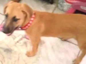 Cachorro raça Indefinida  idade 2 a 6 meses nome Mel