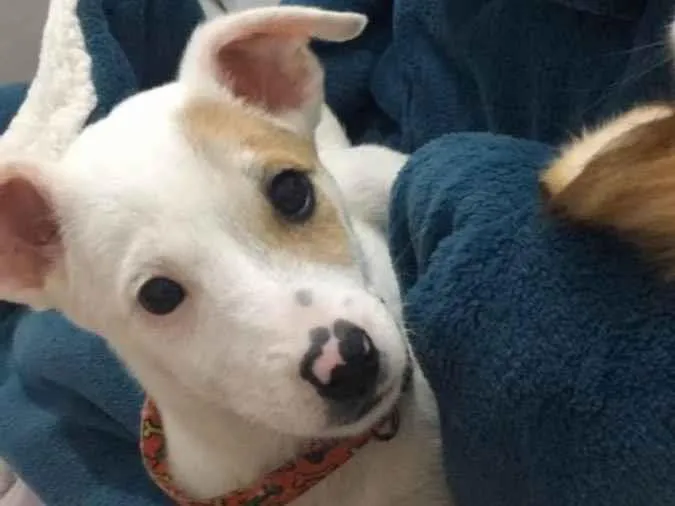 Cachorro ra a Vira lata  idade 2 a 6 meses nome Max 