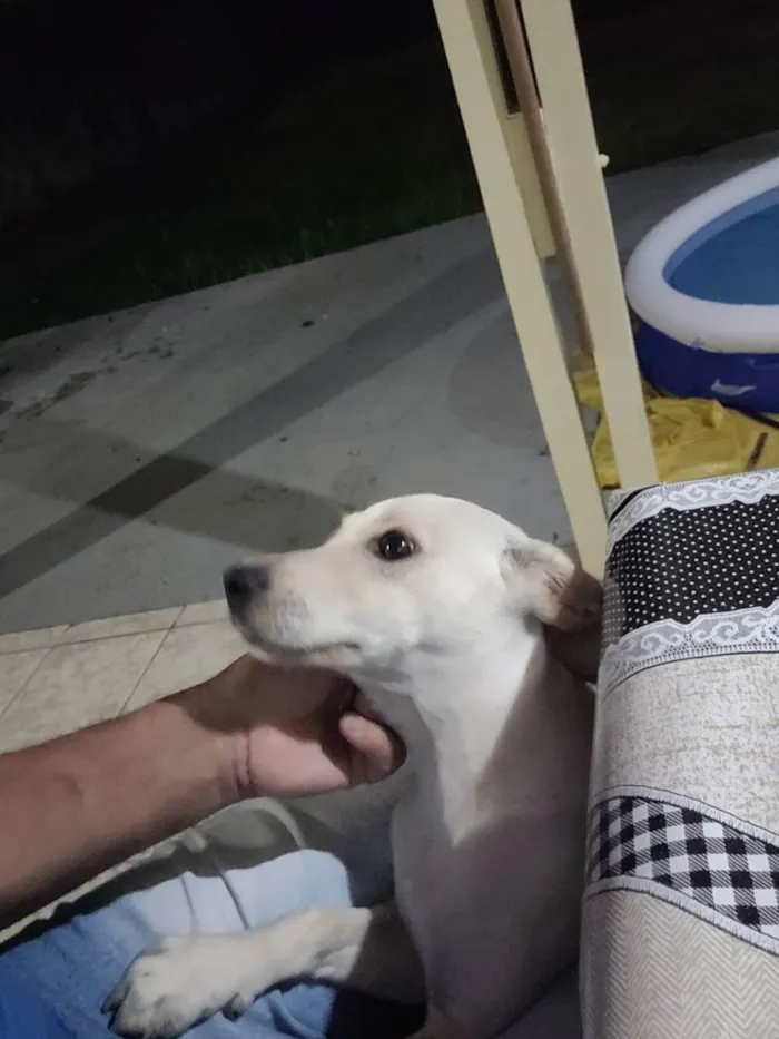 Cachorro ra a Sem raça definida  idade 7 a 11 meses nome Rick