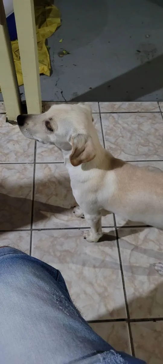 Cachorro ra a Sem raça definida  idade 7 a 11 meses nome Rick