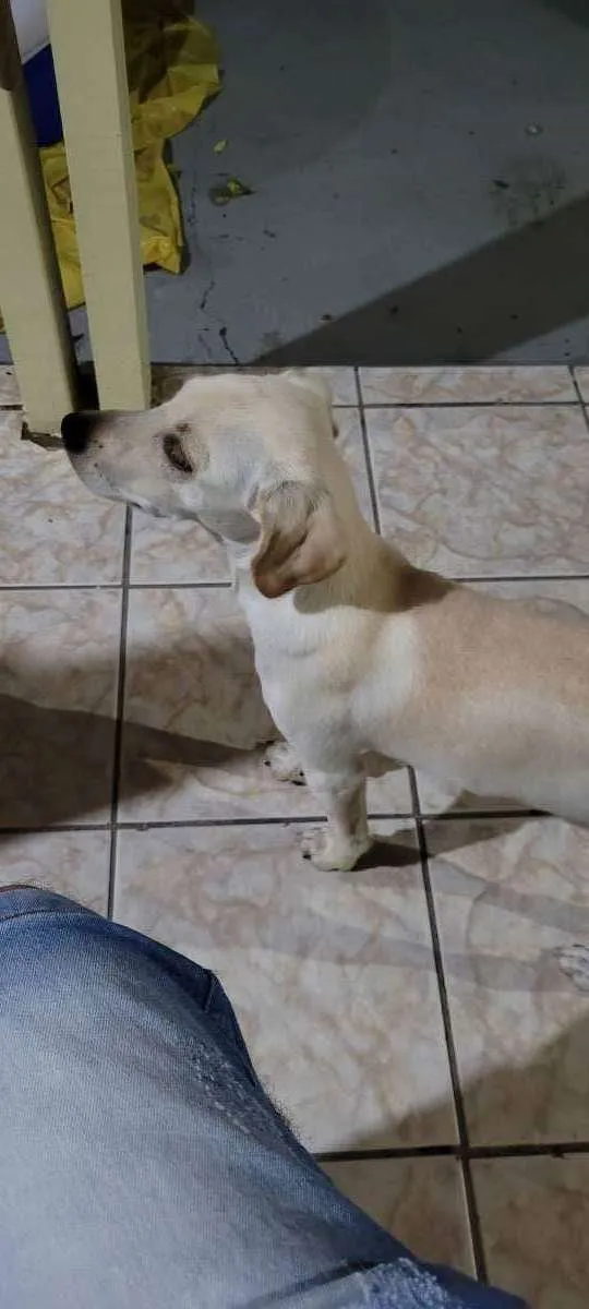 Cachorro ra a Sem raça definida  idade 7 a 11 meses nome Rick