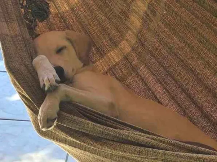 Cachorro ra a Sem raça definida  idade 7 a 11 meses nome Rick