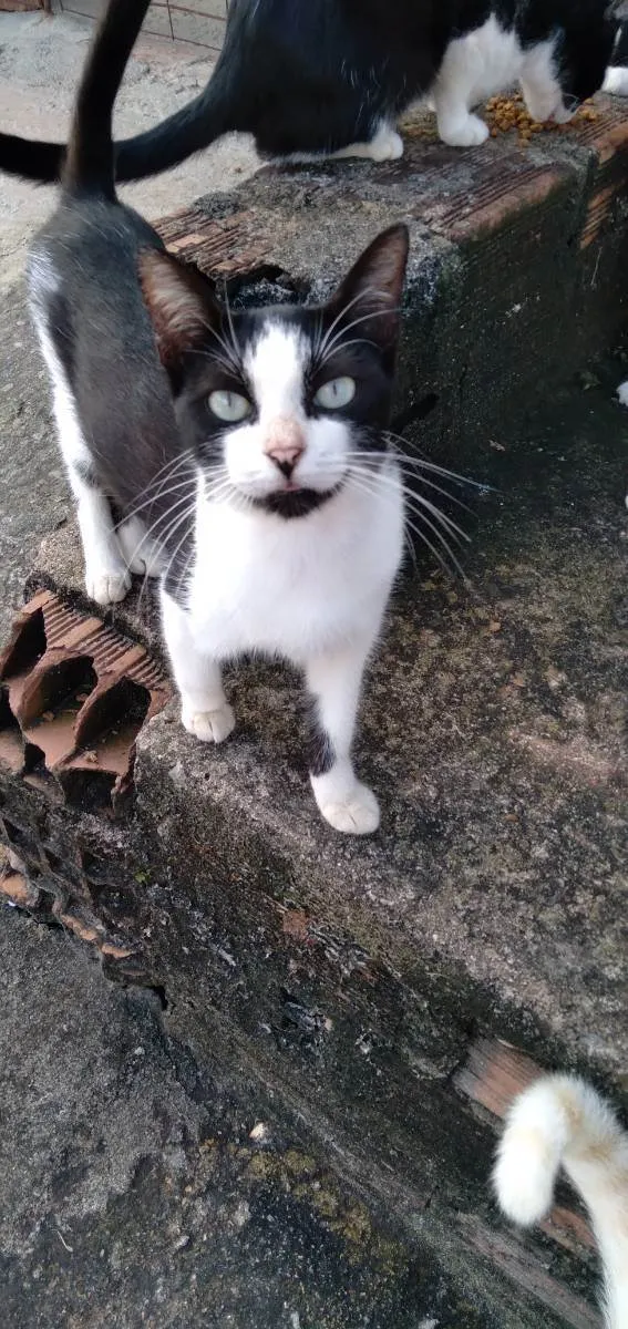 Gato ra a . idade  nome Amora, Branquinho...