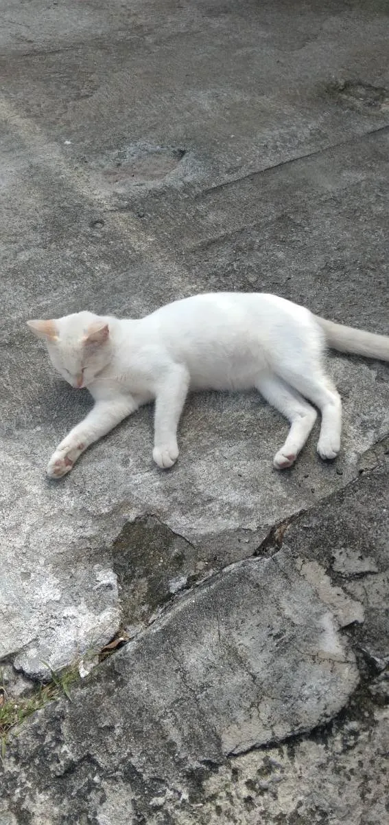 Gato ra a . idade  nome Amora, Branquinho...