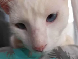 Gato raça gato branco idade 2 anos nome Alfred