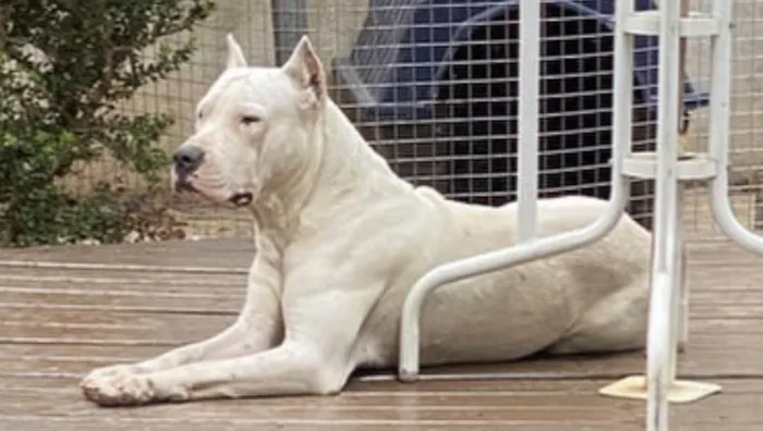 Cachorro ra a Dogo Argentino idade 3 anos nome Eros