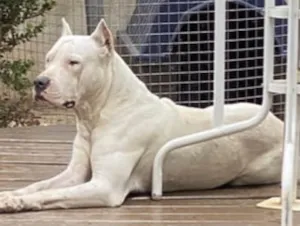 Cachorro raça Dogo Argentino idade 3 anos nome Eros