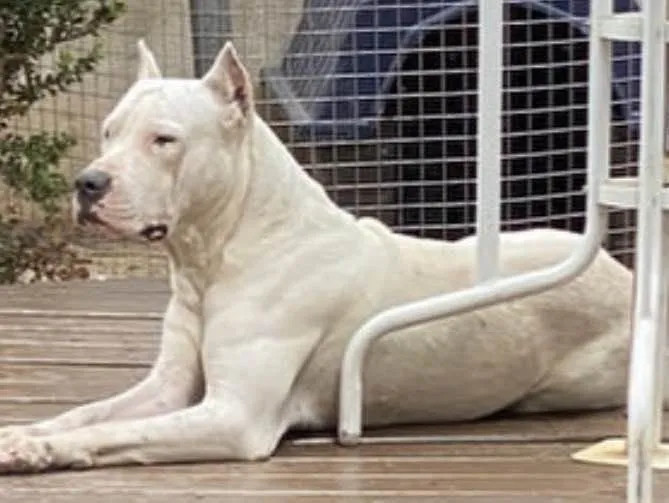 Cachorro ra a Dogo Argentino idade 3 anos nome Eros