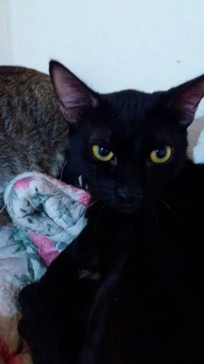 Gato raça Srd idade 7 a 11 meses nome Negresco