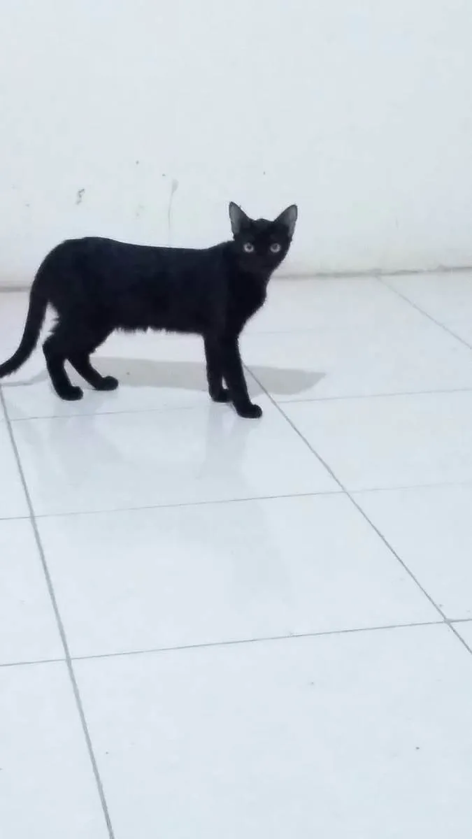 Gato raça Srd idade 7 a 11 meses nome Negresco