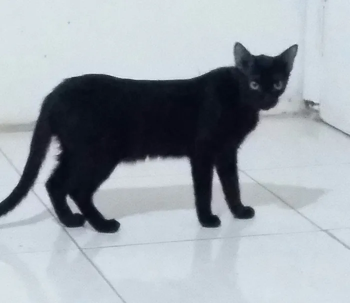 Gato raça Srd idade 7 a 11 meses nome Negresco