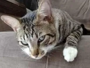 Gato raça mestica idade 2 anos nome João