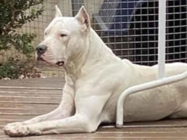 Cachorro ra a Dogo Argentino idade 3 anos nome Eros