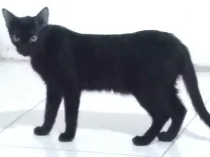 Gato raça Srd idade 7 a 11 meses nome Negresco
