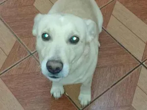 Cachorro raça  idade 1 ano nome Max