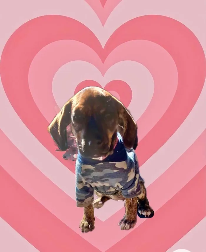 Cachorro raça Std idade 2 a 6 meses nome Nina 3 meses linda 