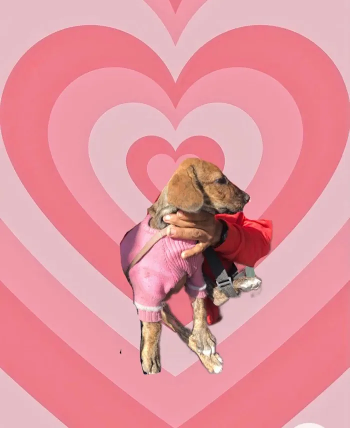 Cachorro raça Std idade 2 a 6 meses nome Nina 3 meses linda 