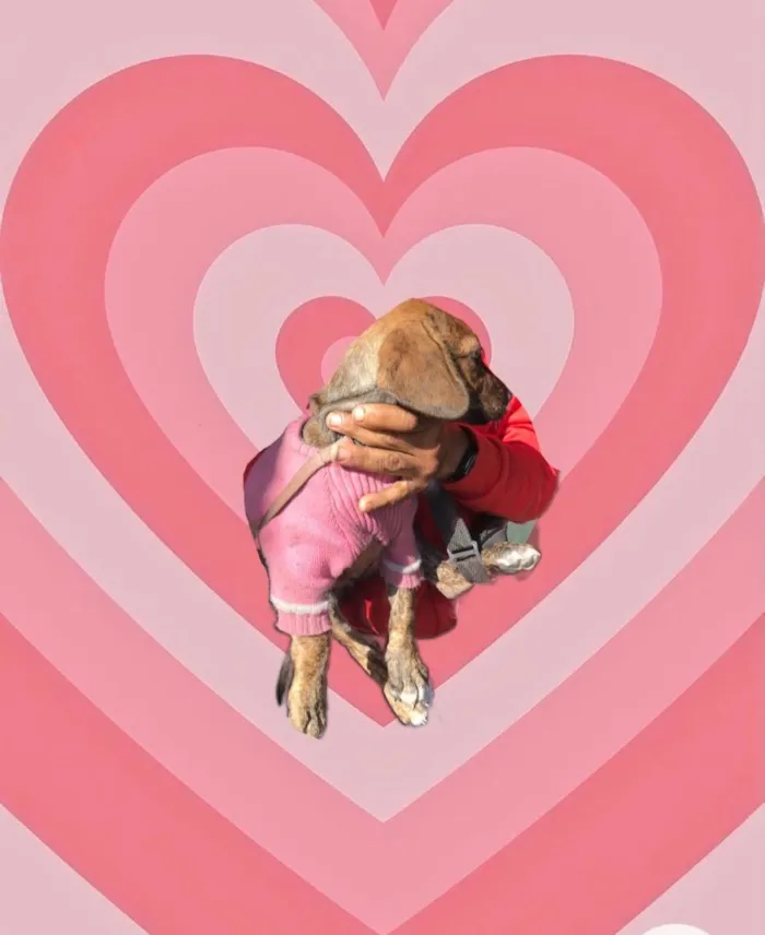 Cachorro raça Std idade 2 a 6 meses nome Nina 3 meses linda 